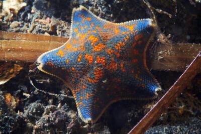 seastar-seastar和starfish区别